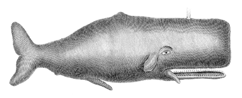 Balena